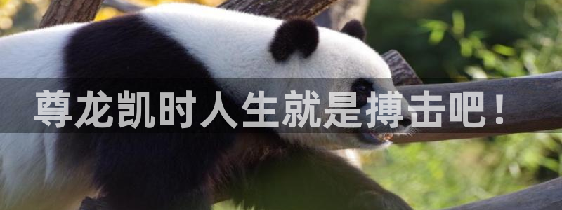 GB果博2平台：尊龙凯时人生就是搏击吧！